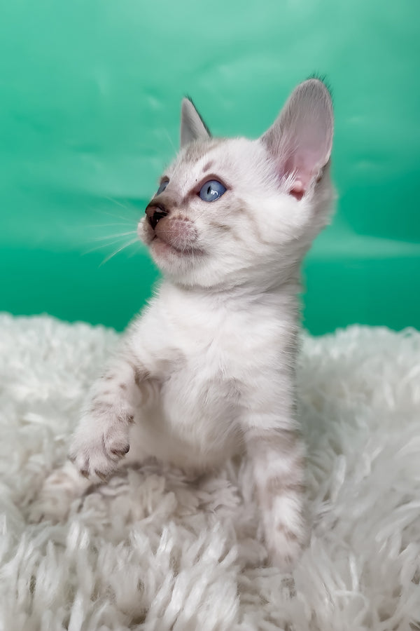Kristy | Bengal Kitten