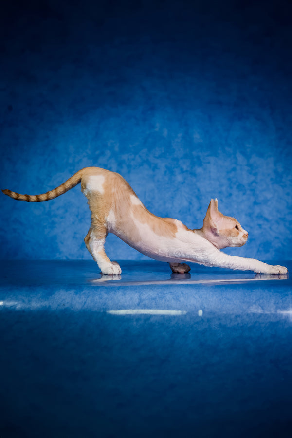 Kuki | Devon Rex Kitten