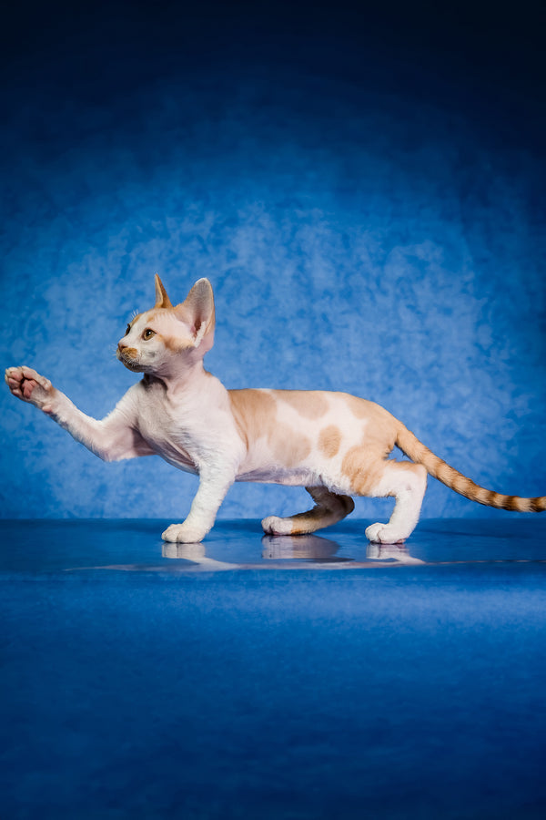 Kuki | Devon Rex Kitten