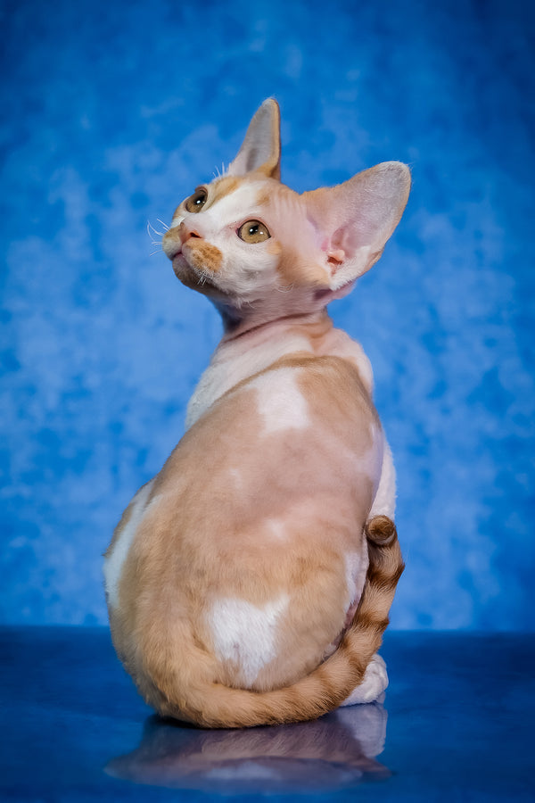 Kuki | Devon Rex Kitten