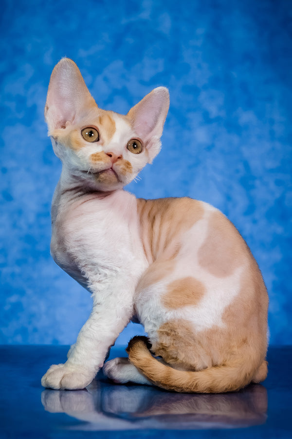 Kuki | Devon Rex Kitten