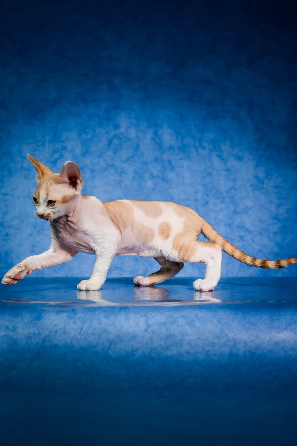 Kuki | Devon Rex Kitten