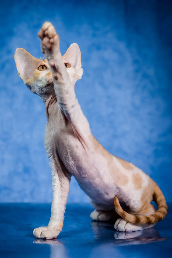 Kuki | Devon Rex Kitten