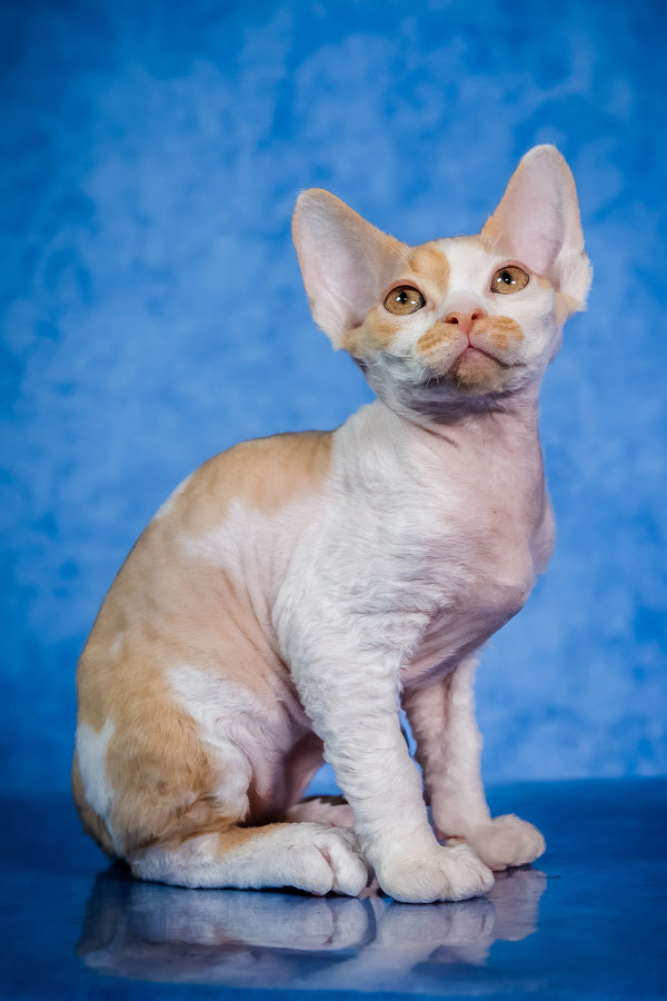 Kuki | Devon Rex Kitten
