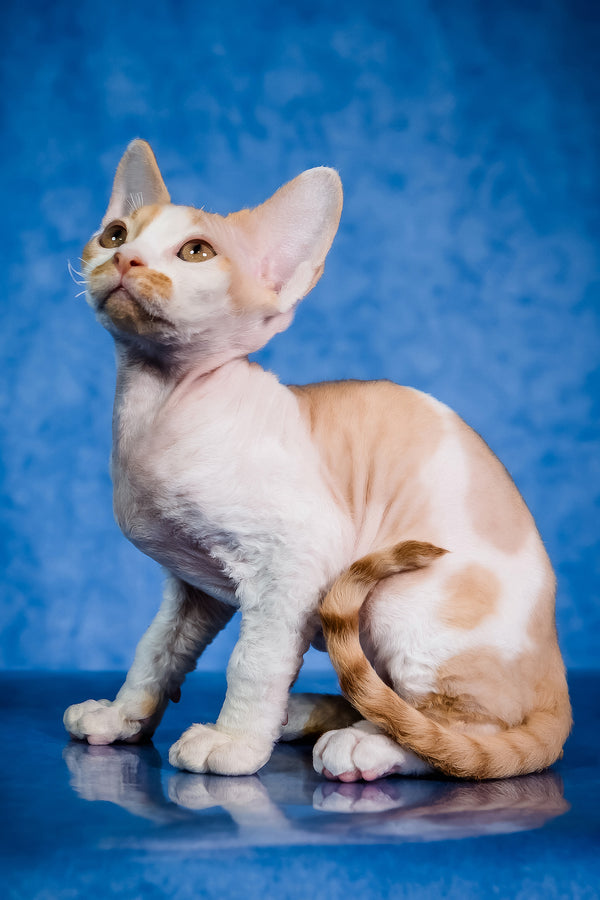 Kuki | Devon Rex Kitten