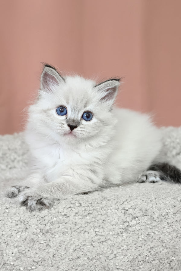 Kurt | Siberian Kitten