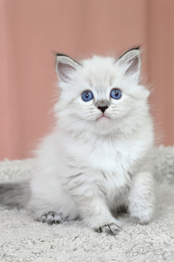 Kurt | Siberian Kitten