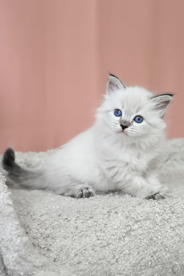 Kurt | Siberian Kitten