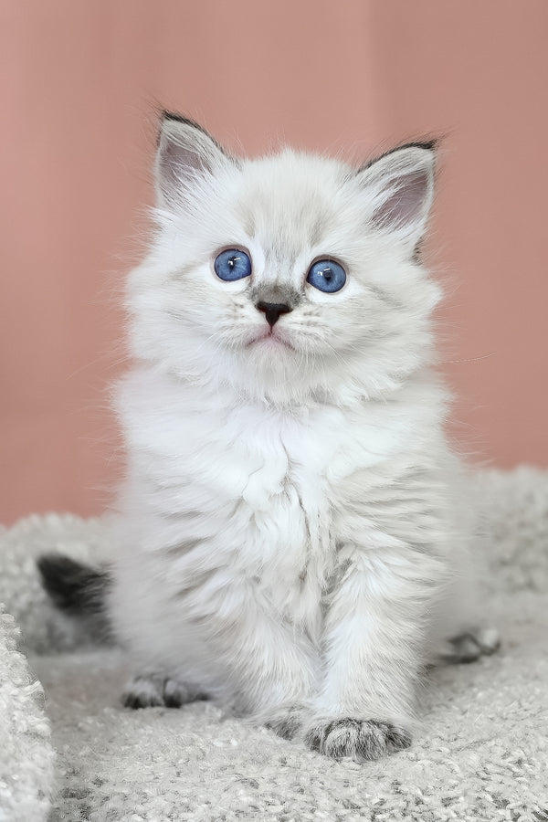 Kurt | Siberian Kitten