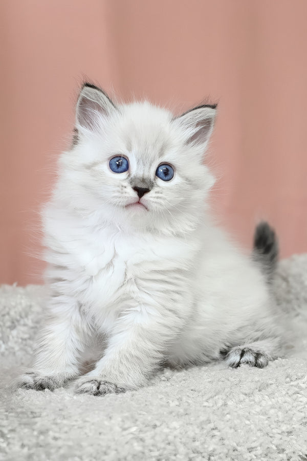 Kurt | Siberian Kitten