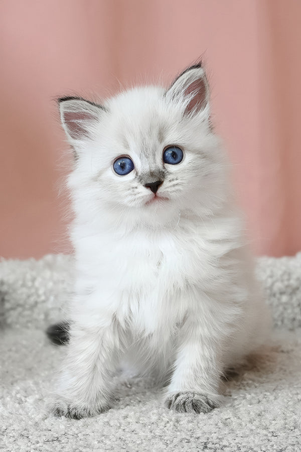 Kurt | Siberian Kitten