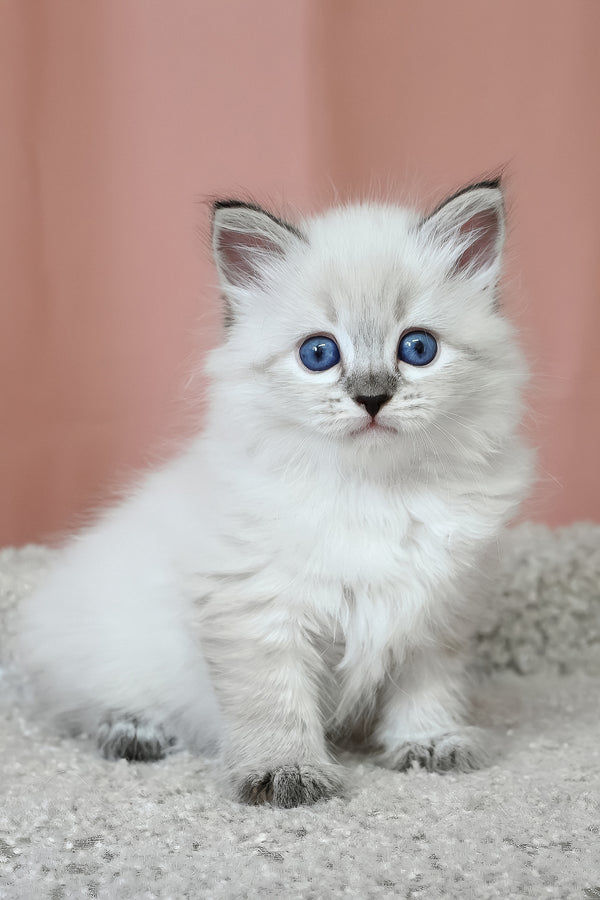 Kurt | Siberian Kitten