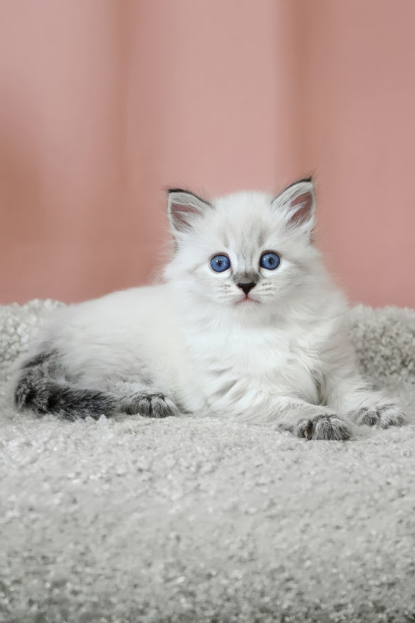 Kurt | Siberian Kitten