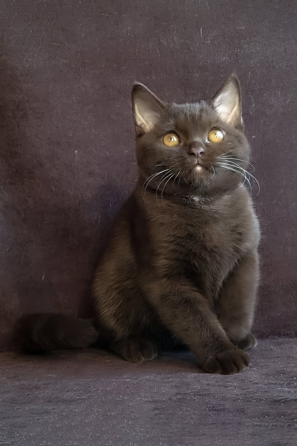 Shein | British Shorthair Kitten
