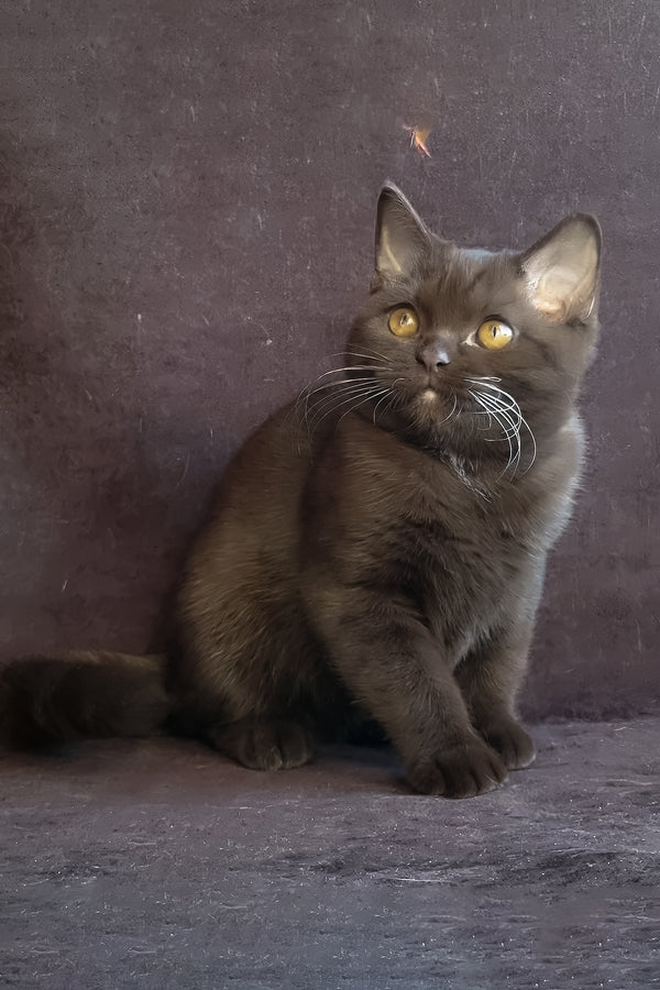 Shein | British Shorthair Kitten