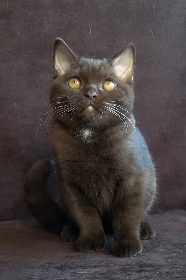 Shein | British Shorthair Kitten