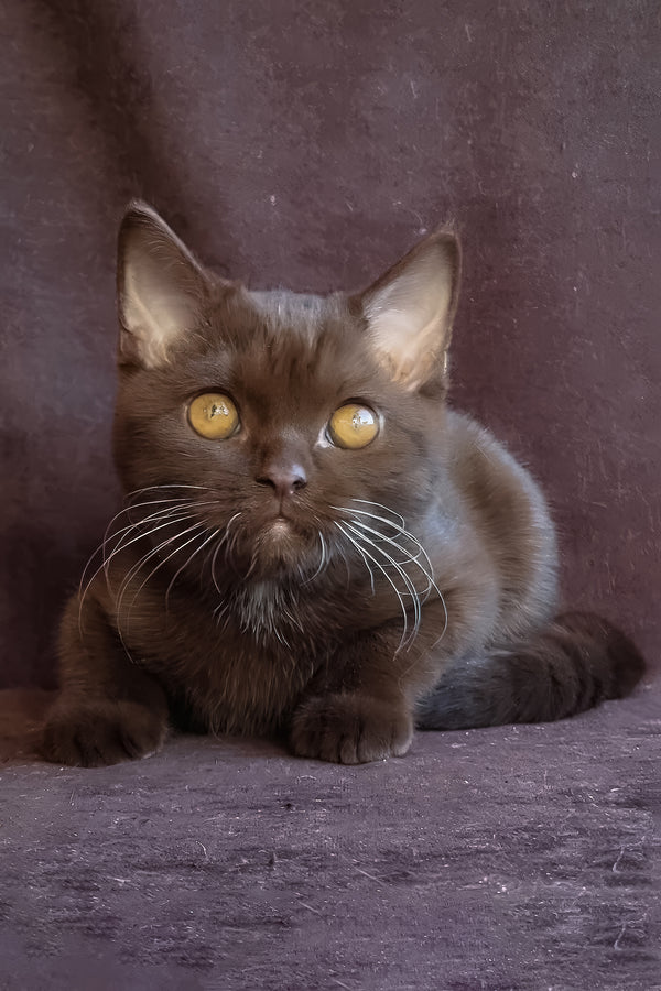 Shein | British Shorthair Kitten