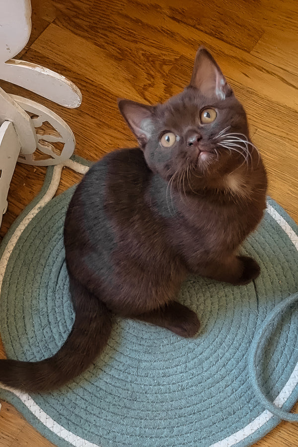 Shein | British Shorthair Kitten