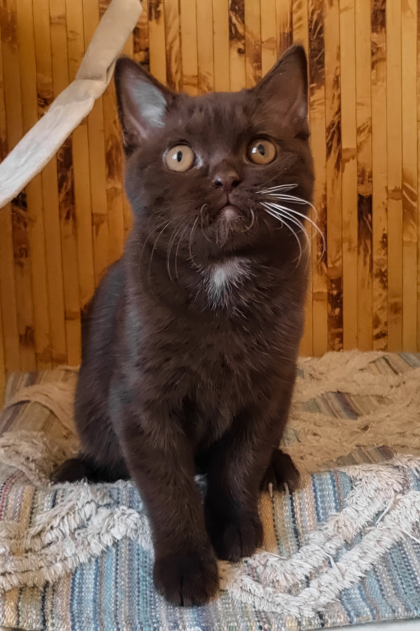Shein | British Shorthair Kitten