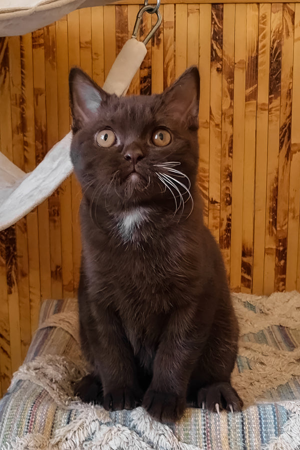 Shein | British Shorthair Kitten