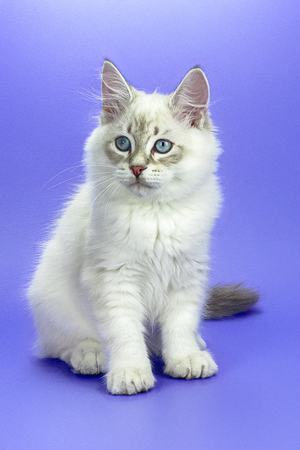 Leon | Siberian Kitten