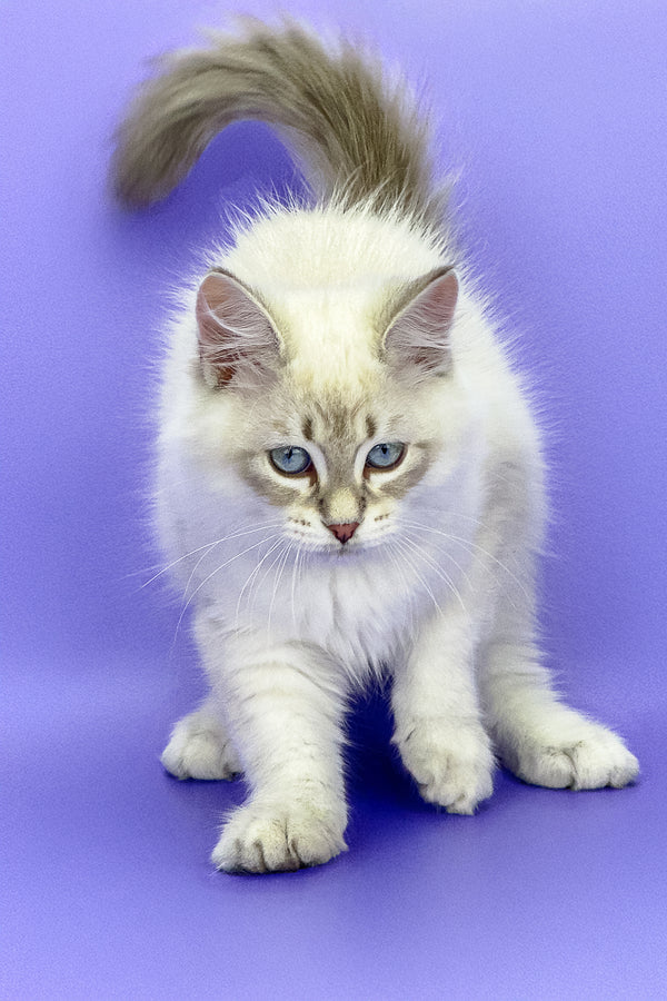 Leon | Siberian Kitten