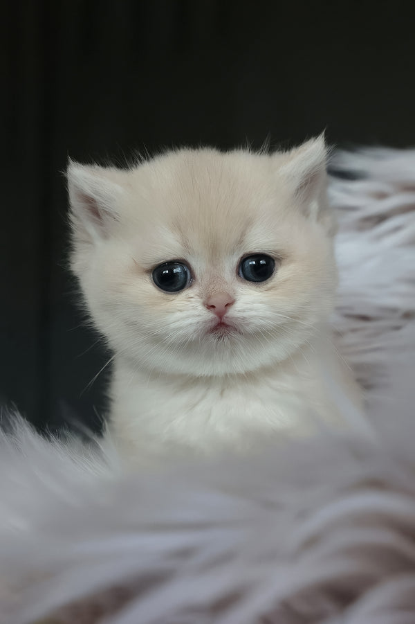 Lily | British Shorthair Kitten