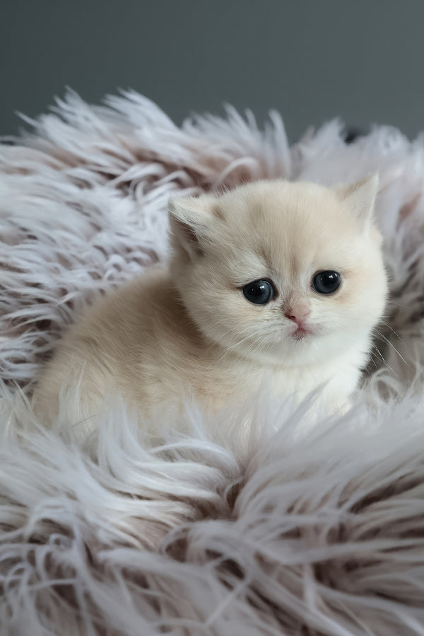 Lily | British Shorthair Kitten