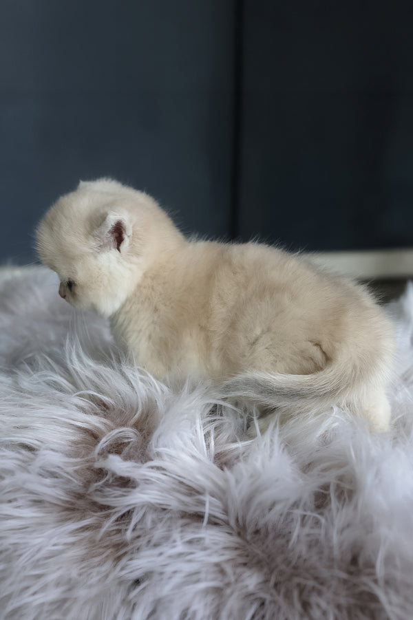 Lily | British Shorthair Kitten