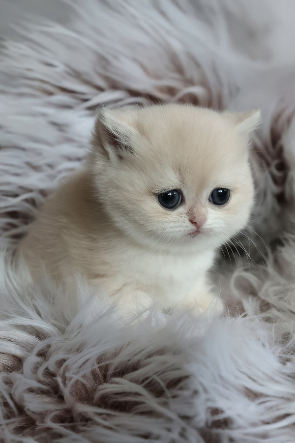 Lily | British Shorthair Kitten