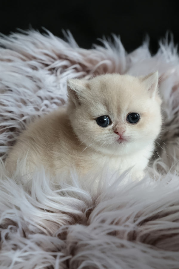 Lily | British Shorthair Kitten