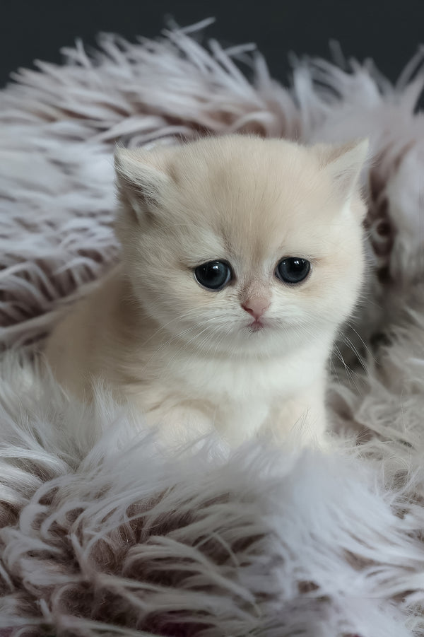 Lily | British Shorthair Kitten