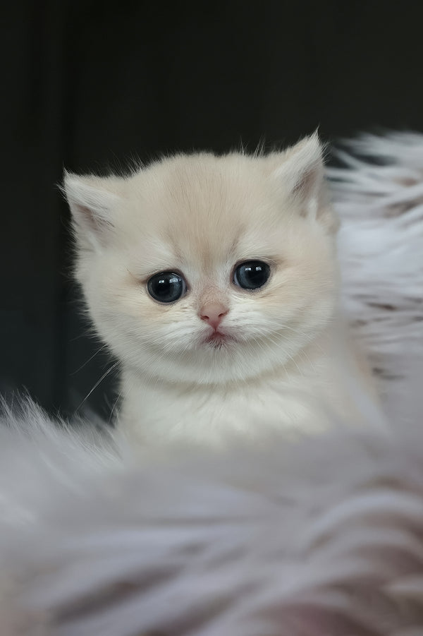 Lily | British Shorthair Kitten