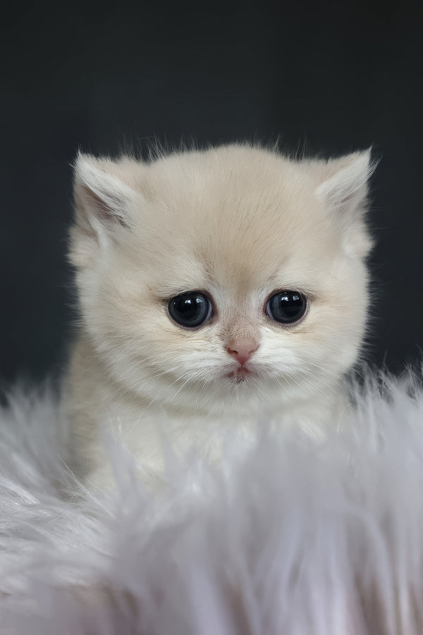 Lily | British Shorthair Kitten