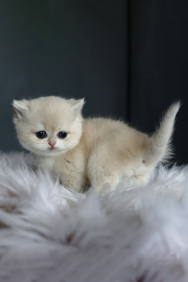 Lily | British Shorthair Kitten