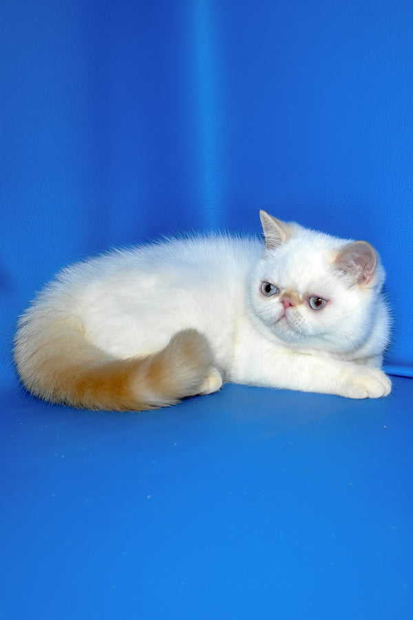 Lucas | Exotic Shorthair Kitten