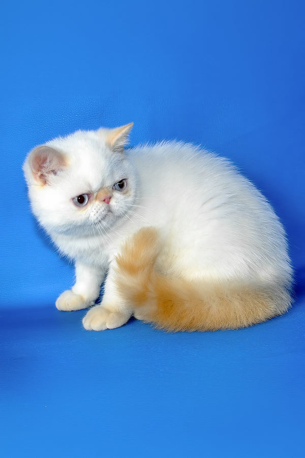 Lucas | Exotic Shorthair Kitten