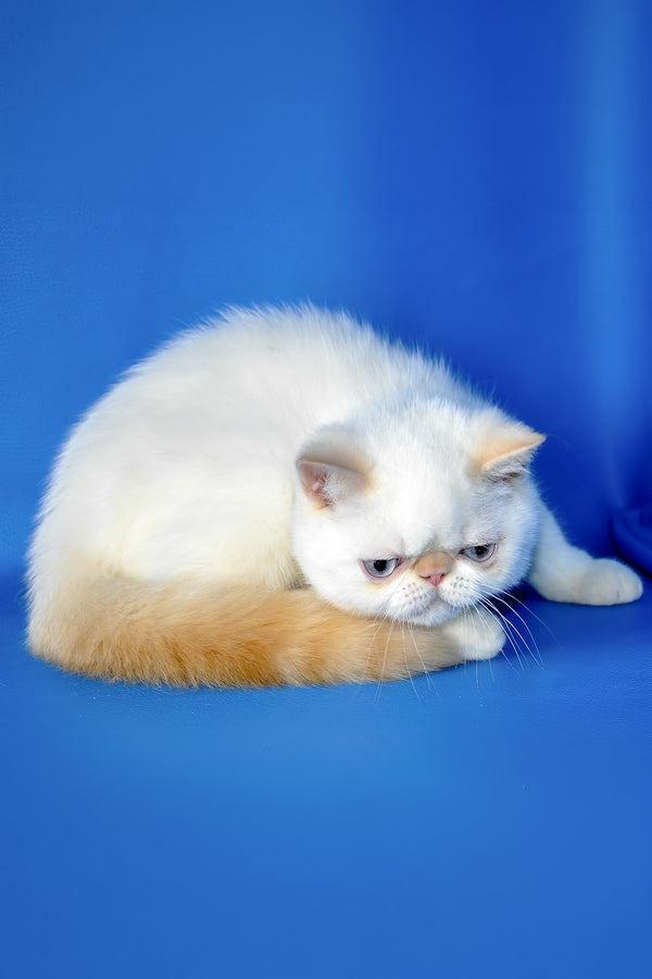 Lucas | Exotic Shorthair Kitten