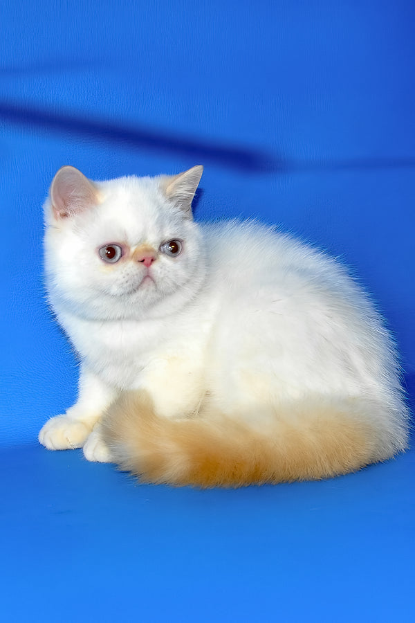 Lucas | Exotic Shorthair Kitten