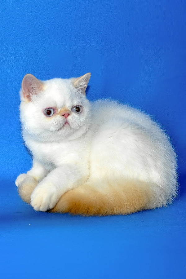 Lucas | Exotic Shorthair Kitten