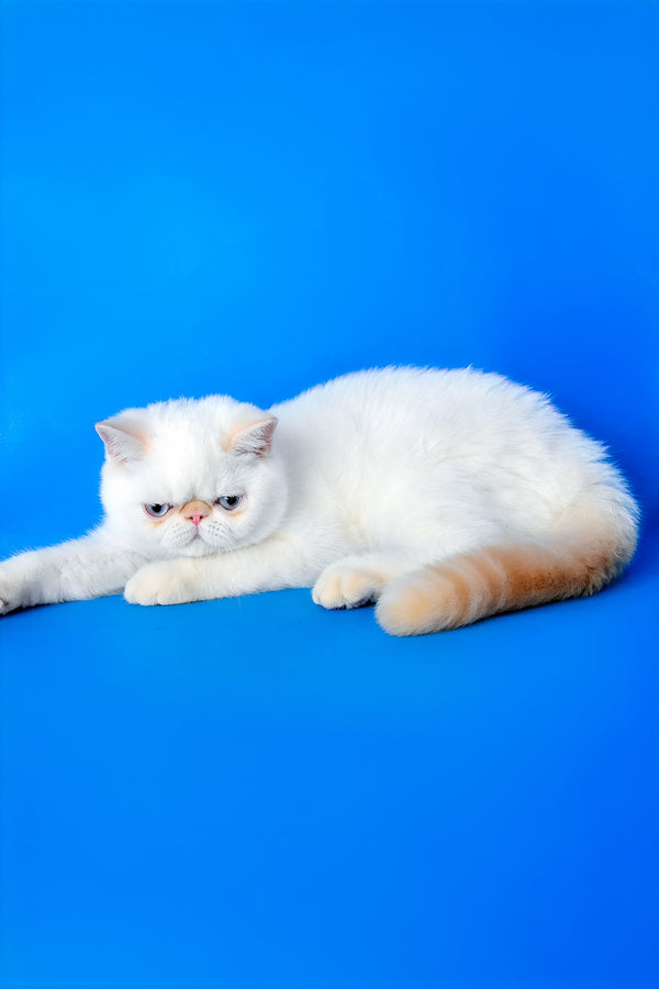 Lucas | Exotic Shorthair Kitten