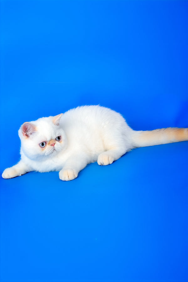 Lucas | Exotic Shorthair Kitten