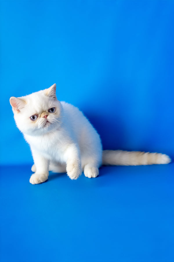 Lucas | Exotic Shorthair Kitten
