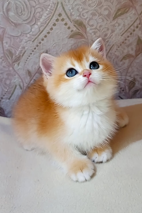 Lola | Scottish Straight Kitten