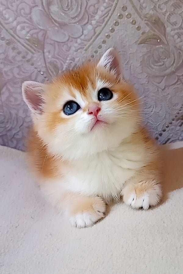 Lola | Scottish Straight Kitten