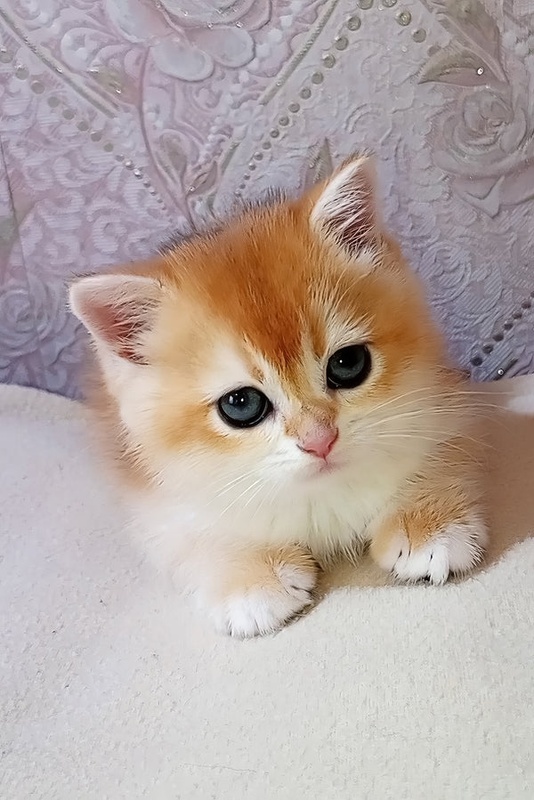 Lola | Scottish Straight Kitten