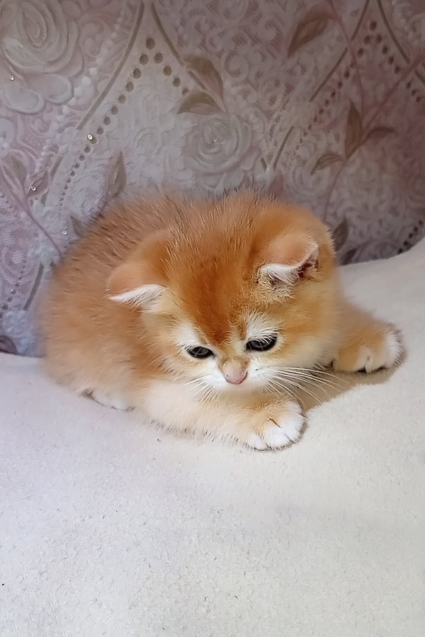 Lola | Scottish Straight Kitten