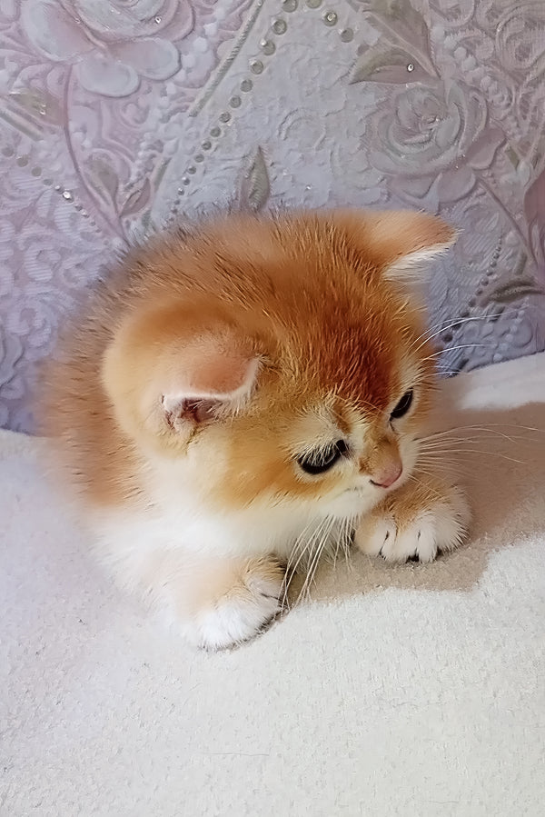 Lola | Scottish Straight Kitten