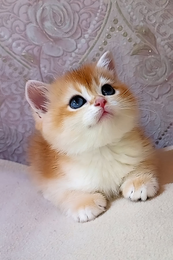 Lola | Scottish Straight Kitten