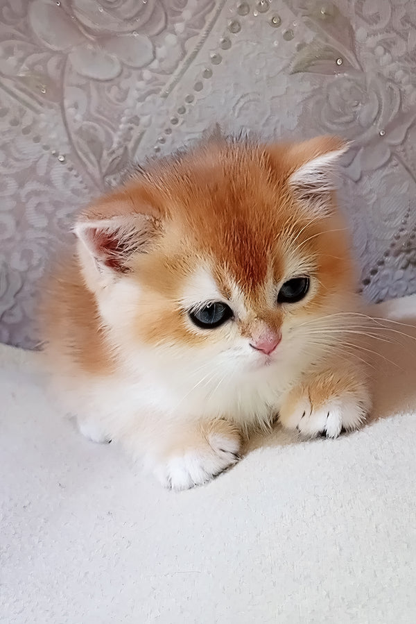 Lola | Scottish Straight Kitten